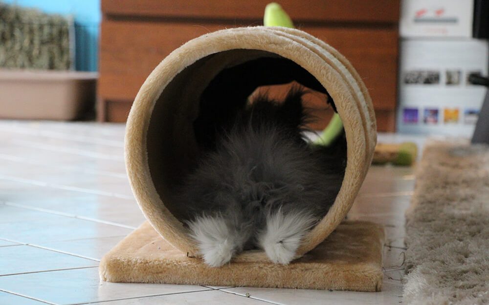 Tunnel pour lapin