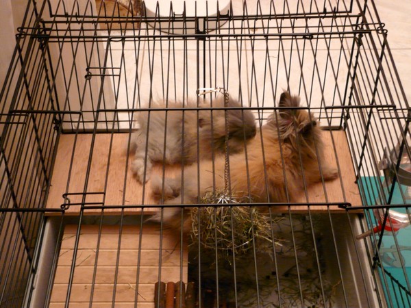 Cohabitation lapins