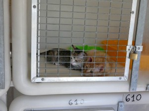 Les chats dans les cages