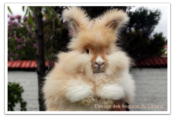 Le lapin angora anglais, Interview de deux éleveuses