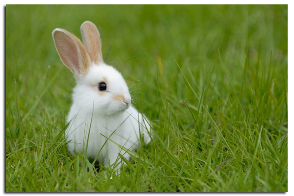 L’élevage des lapins en cage est interdit en Autriche