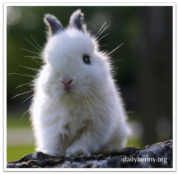 The Daily Bunny, tous les jours, un nouveau petit lapin !