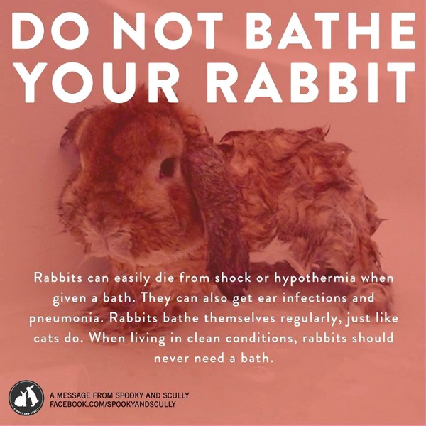 Ne lavez pas votre lapin