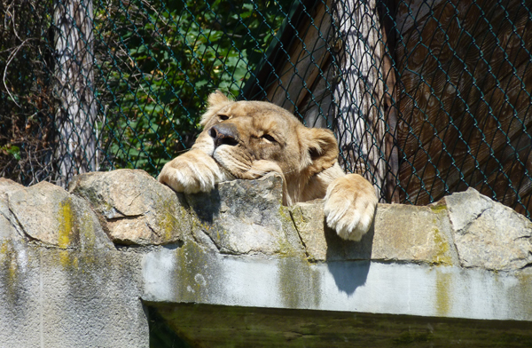 zoo-lion