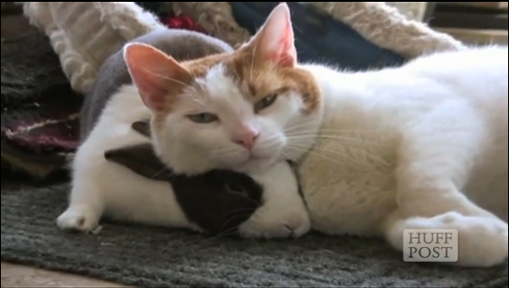 Des amitiés touchantes entre chats et lapins en vidéo !