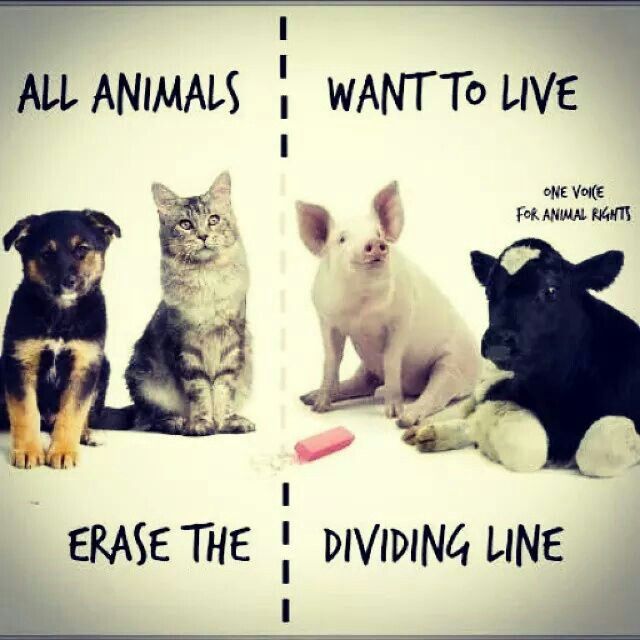 Tous les animaux veulent vivre, il est temps d'effacer cette frontière qui les sépare injustement.
