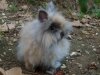 Petit lapin nain angora