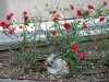 Pitchoune parmi les roses