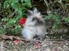 Mon petit lapin nain