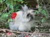 Lapin nain en liberté