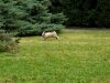 Pitchoune s'amuse et gambade dans le jardin