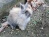 Pitchoune petite lapine coquine