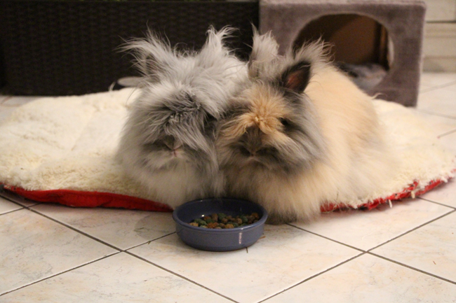 Pitchoune et Gribouille en train de manger leurs croquettes