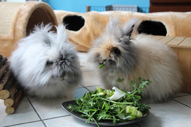 Légumes pour lapins