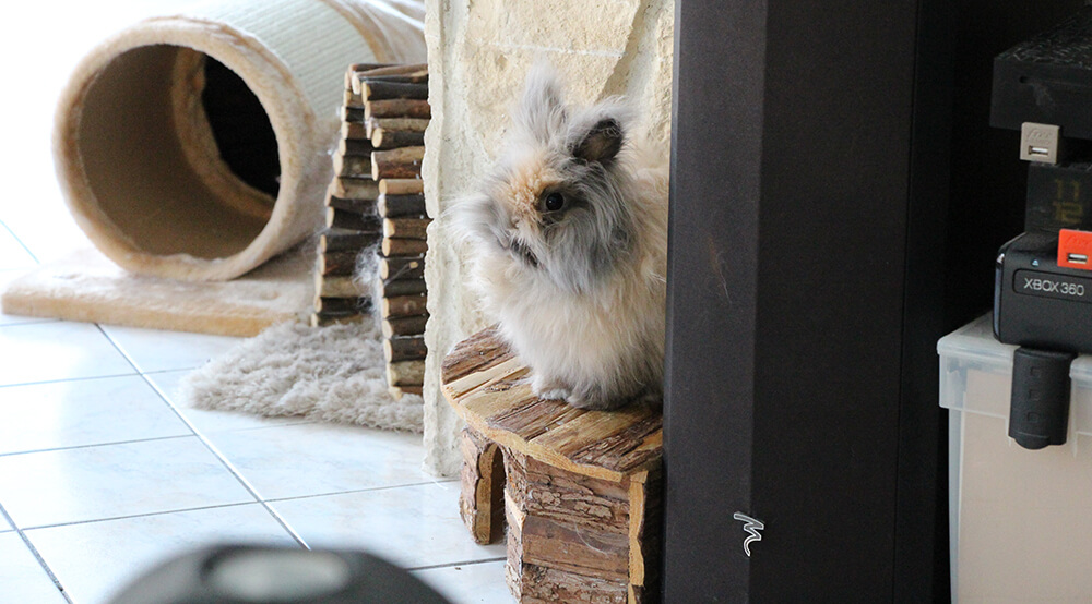 Maisonnette en bois pour lapin