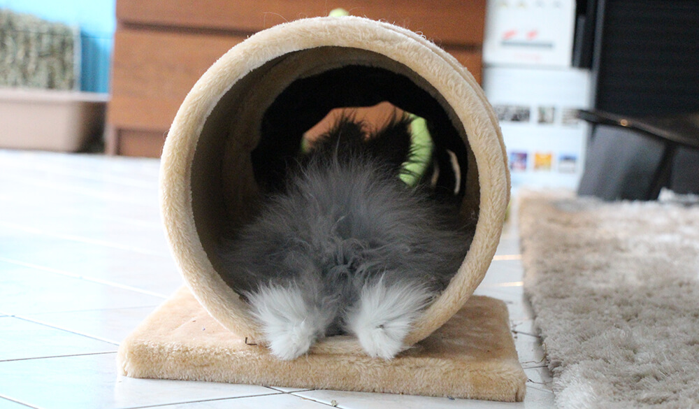 Lapin dort dans son tunnel à lapin
