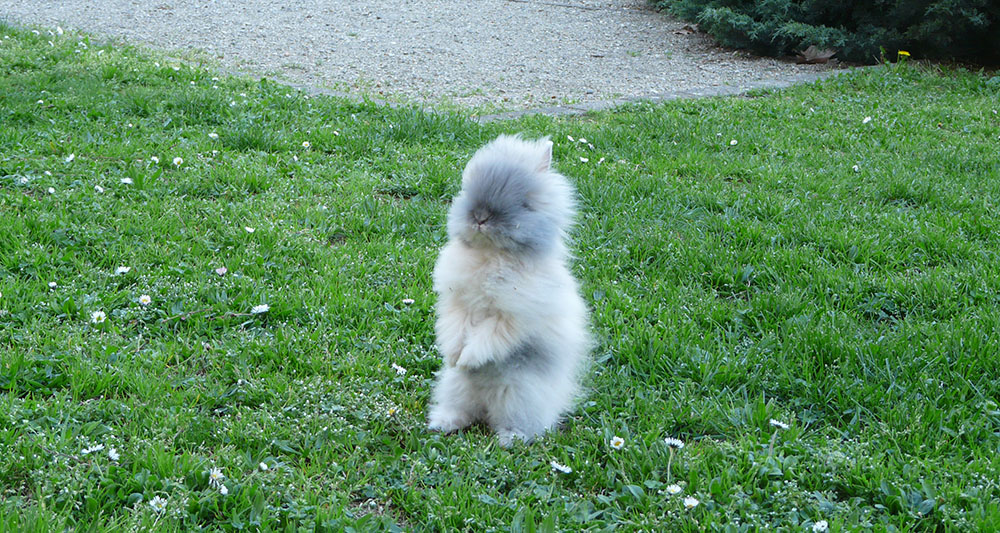 Gribouille, mon lapin bébé
