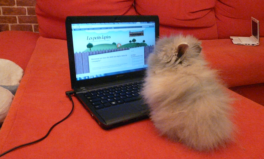 Gribouille ma lapine sur l'ordinateur