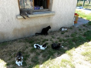 La maison de retraite des chats