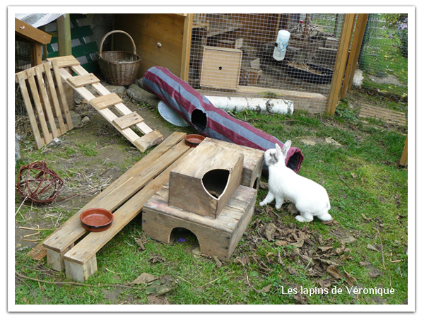 terrains de jeux pour lapins
