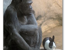 Un gorille et un lapin