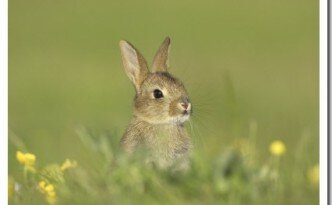 petit lapin sauvage