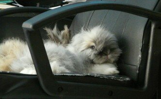 lapin qui dort