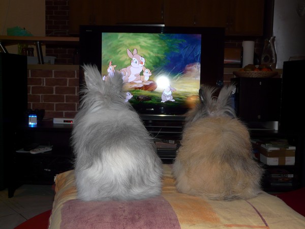 les petits lapins devant la télé