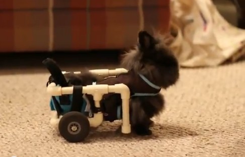 Lily, petite lapine handicapée