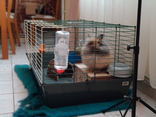 Cage à lapins