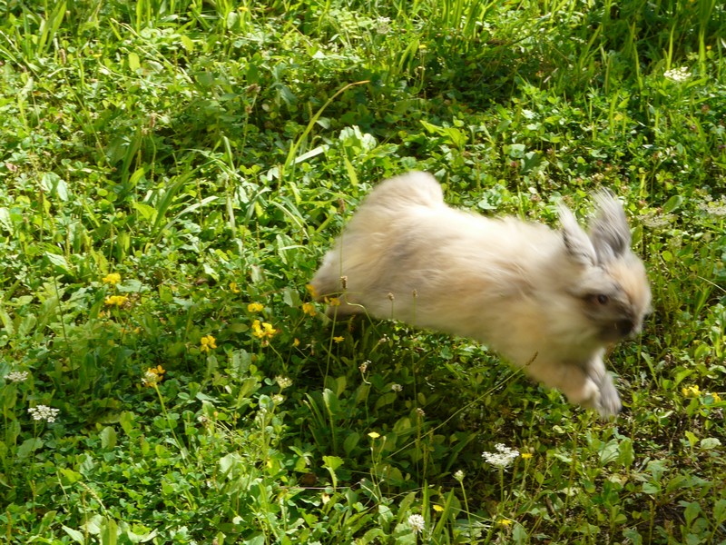rabbit-jump