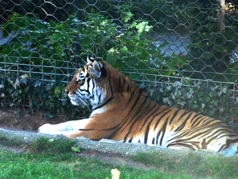 zoo-tigre
