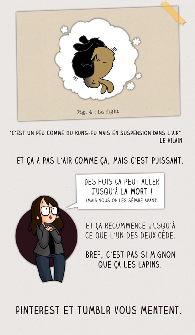Infographie lapin 4