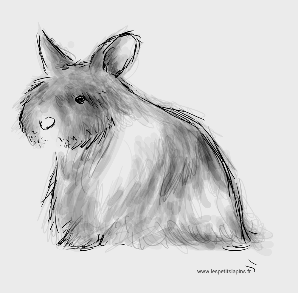 dessin de Gribouile, lapin nain angora