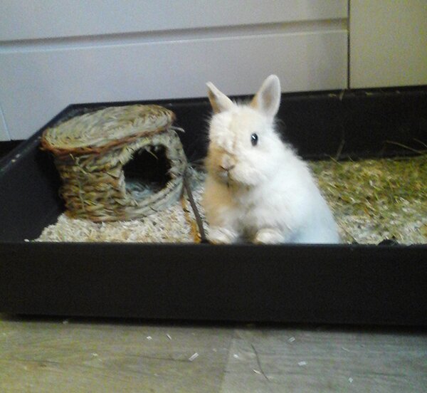 Pilou, petit lapin abandonné qui cherche une famille