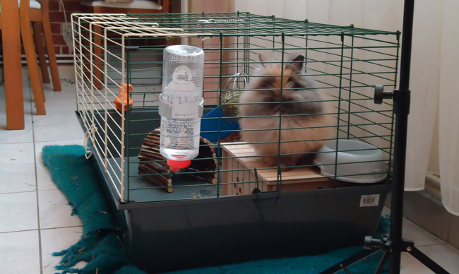 Pitchoune, mon lapin nain en cage
