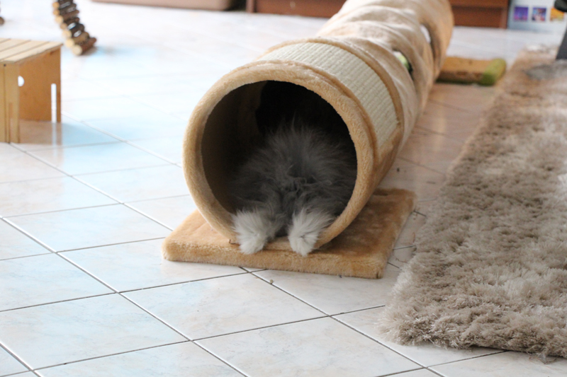 Tunnel à chat pour mes lapines