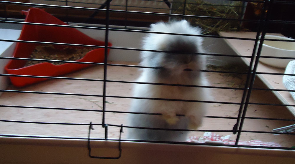Gribouille, petit bébé lapin derrière les barreaux de sa cage 