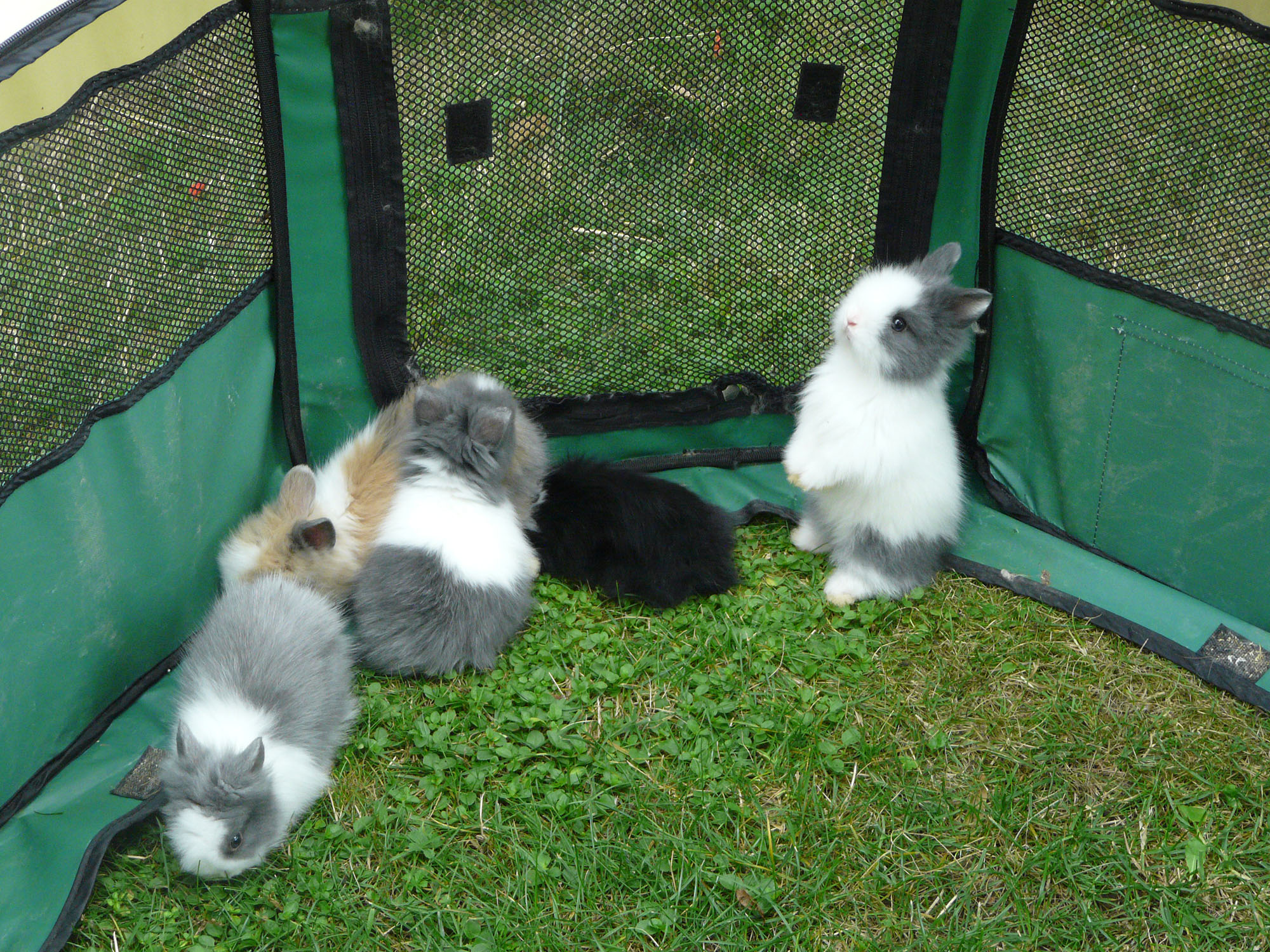 Bébés lapins