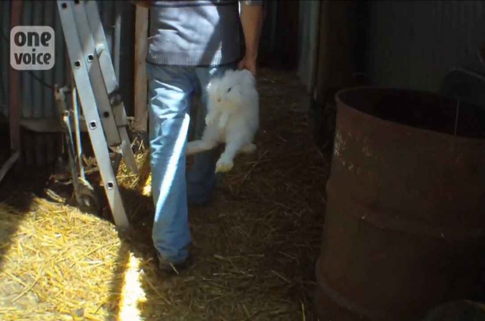 Lapins angoras torturés pour leur laine, l’enquête de One Voice