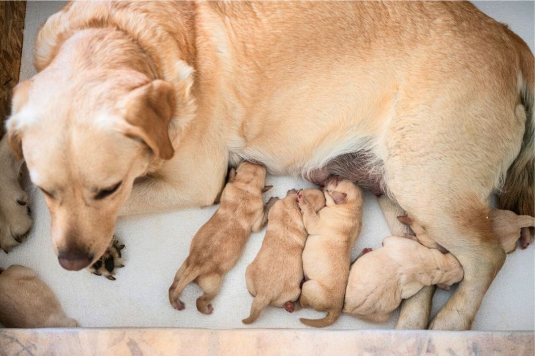 8 chiots découverts pendant la recherche d’une chienne disparue