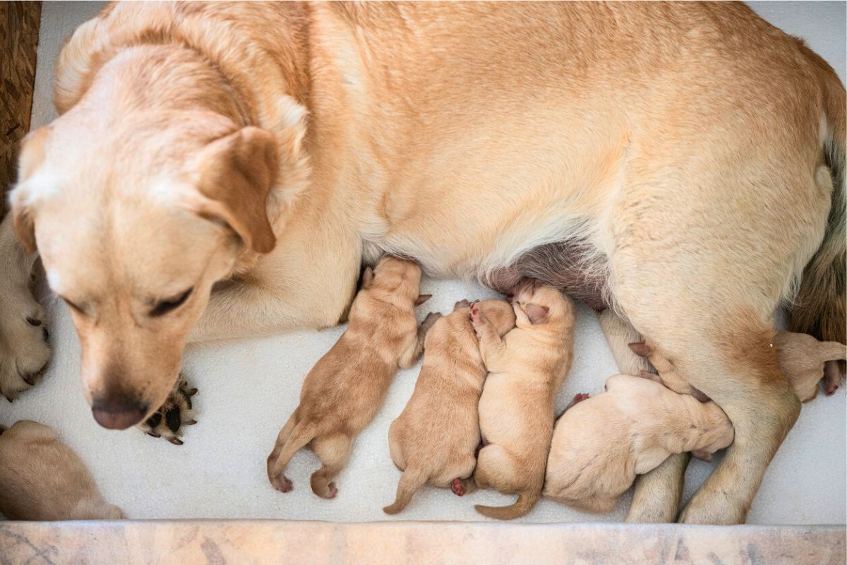 8 chiots découverts pendant la recherche d’une chienne disparue