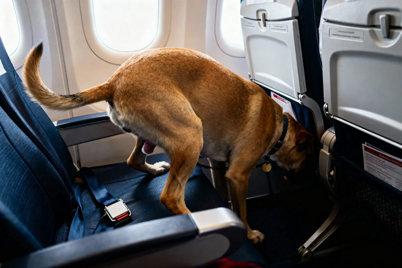 chien fait pipi dans l'avion