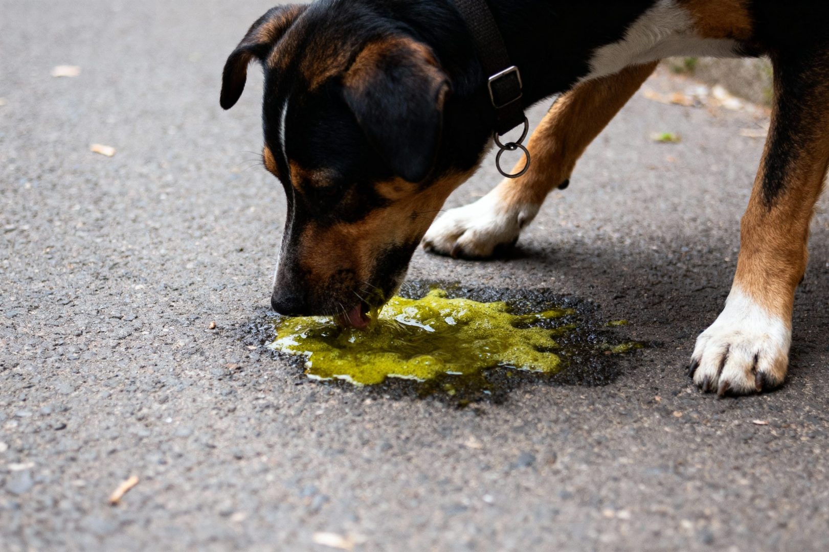 chien qui vomit de la bile