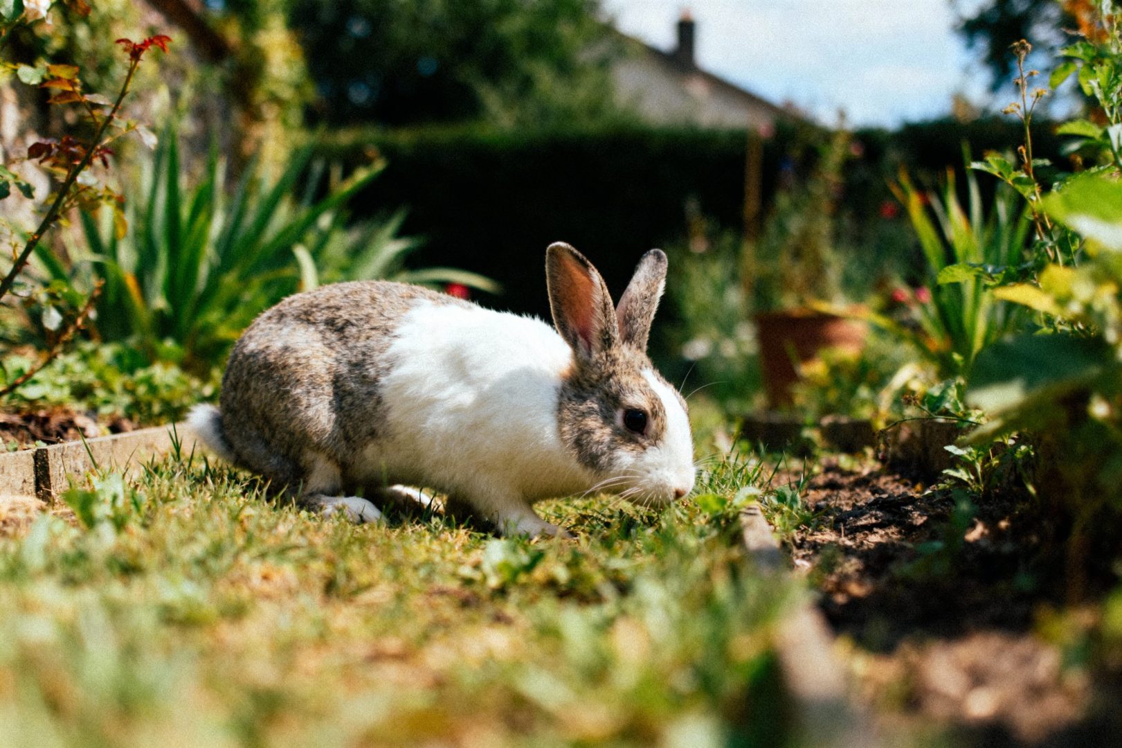 combien de temps vie un lapin