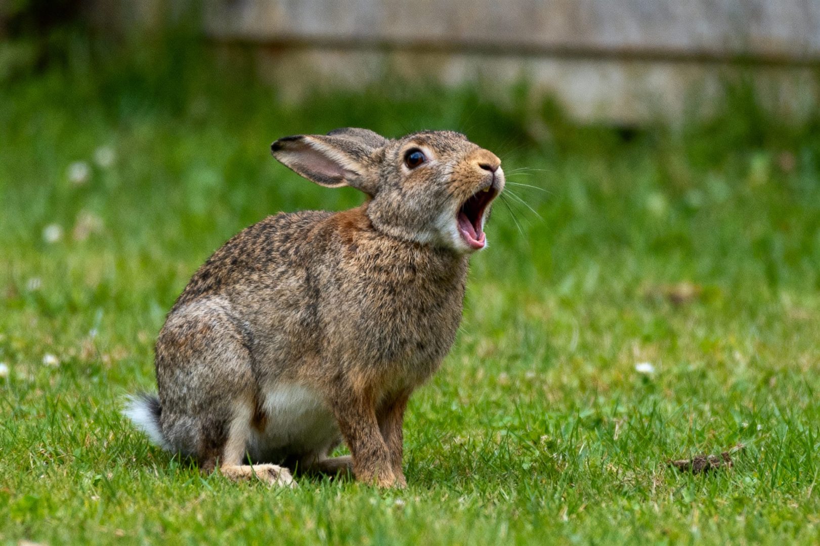 cri du lapin