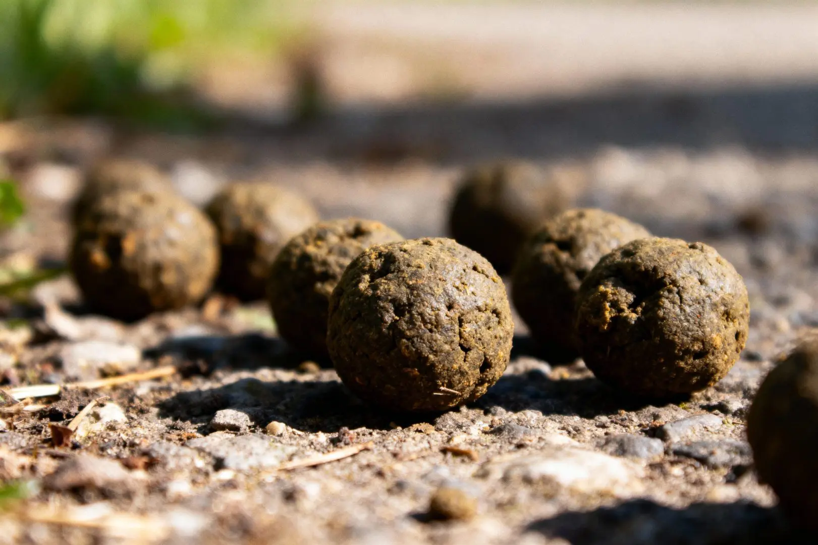 crottes de lapin