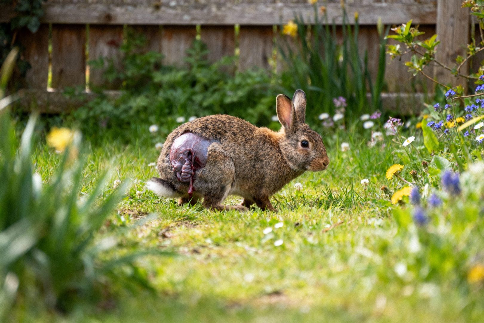 diarrhée du lapin