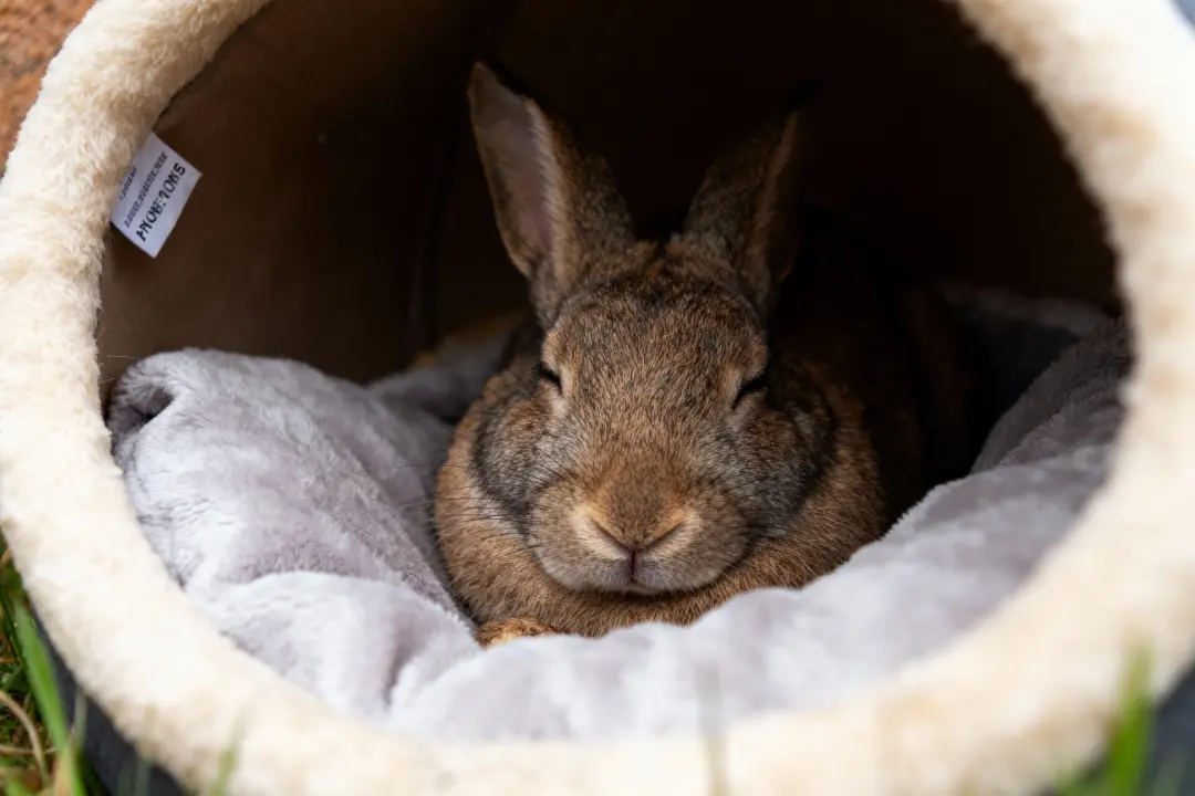 dodo d'un lapin