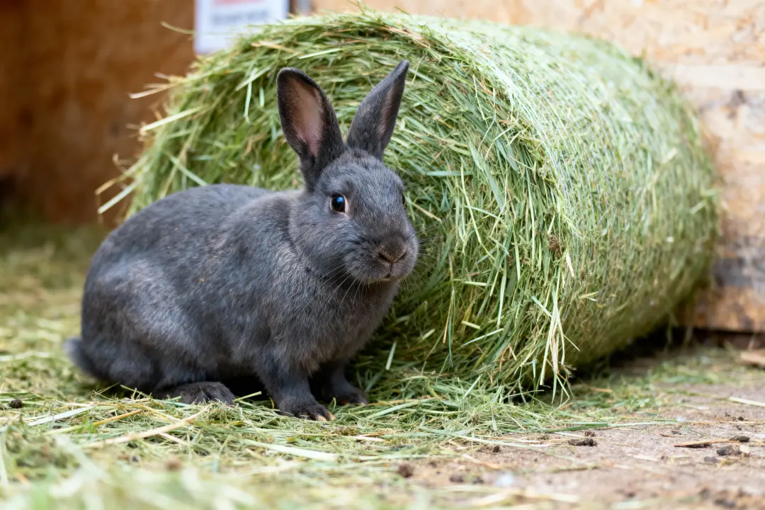 foin pour lapin
